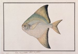 マラッカの魚の絵、ホワイトポムフレット、c.1805-18（紙にトイレ） 作： Chinese School